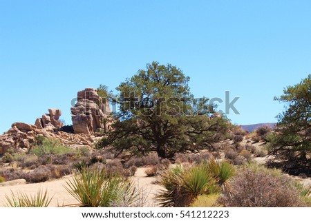 Mesquite Tree Stock Images, Royalty-Free Images & Vectors ...