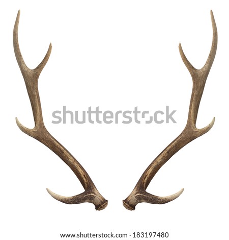 stock photo deer antlers isolated on white 183197480
