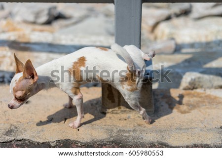 legs on front video peeing Chihuahua
