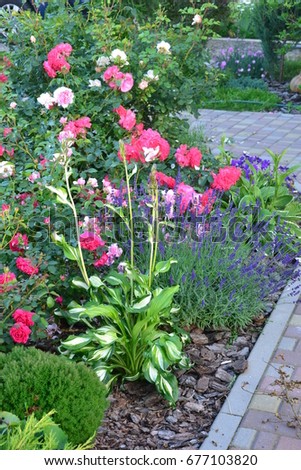Roses Lavender Garden Stock Photo 677103820 - Shutterstock