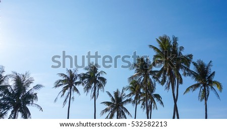 Coconut palm / Ly Son island,Quang Ngai,Viet Nam 7/2014