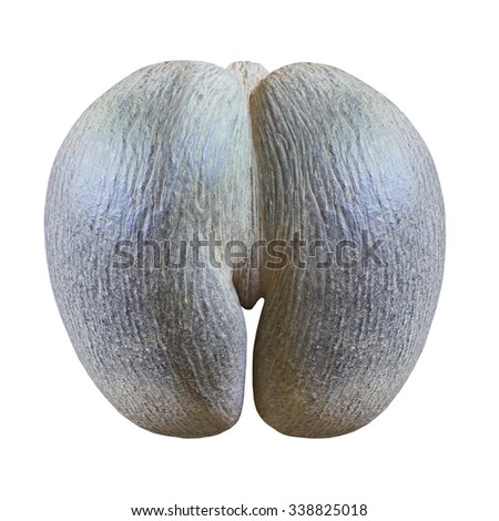 Double Coconut Stock Images, Royalty-Free Images & Vectors | Shutterstock
