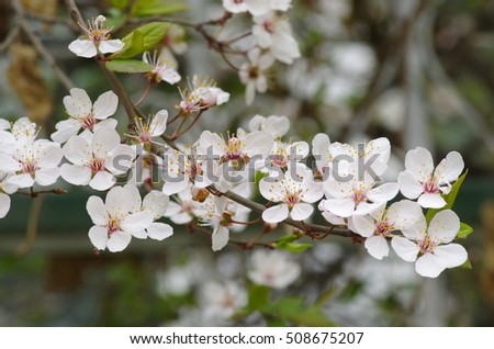 Apricot blossom