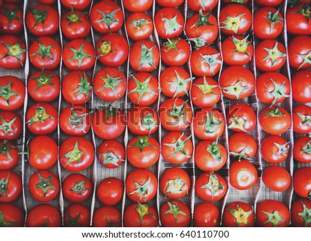 Tomatoes Lined Rows Filling All Space Stock Photo 640110700 - Shutterstock