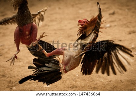 Image result for rooster fight