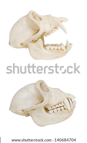 Animal Anatomy Stock Images, Royalty-Free Images & Vectors | Shutterstock