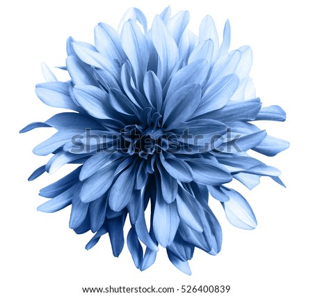 Light Blue Flower On White Background Stock Photo ...