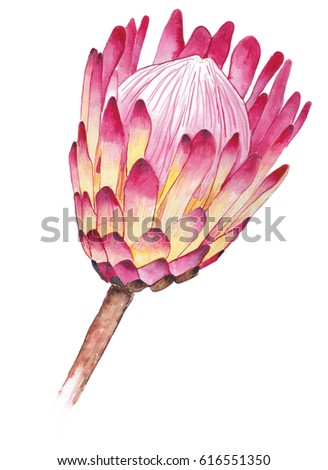 Watercolor Protea Stock Illustration 616551350 - Shutterstock