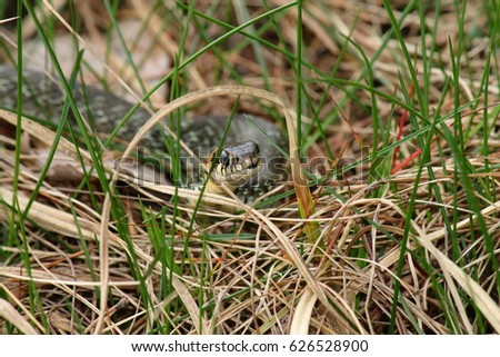 Thamnophis radix