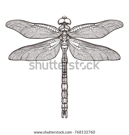 dragonfly tattoo stock images royalty free images u0026 vectors dragonfly tattoo stock images royalty free images u0026 vectors