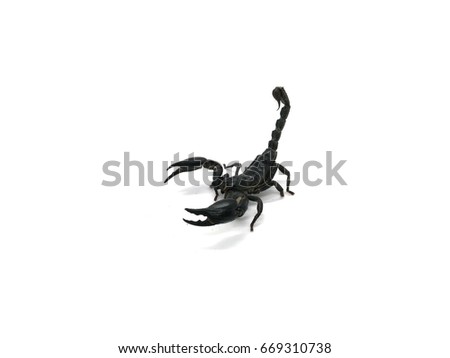 Crab Silhouette Stock Vector 86969630 - Shutterstock