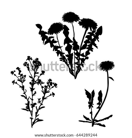 Wildflower Silhouette Stock Images, Royalty-Free Images ...