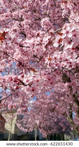 Blooming Pink Willow Tree Summer Stock Photo 32574127 - Shutterstock