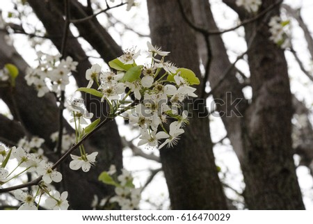 Blooming Crab Apple Tree Branches