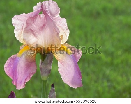 Pink purple bearded Iris, Bearded rhizomatous irises