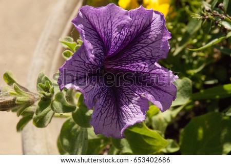 Purple petunia