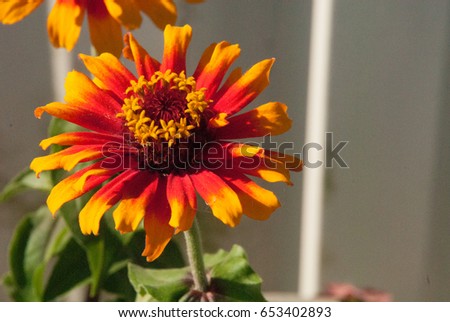 Gaillardia, Blanket Flower