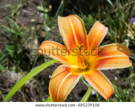 Common orange lily