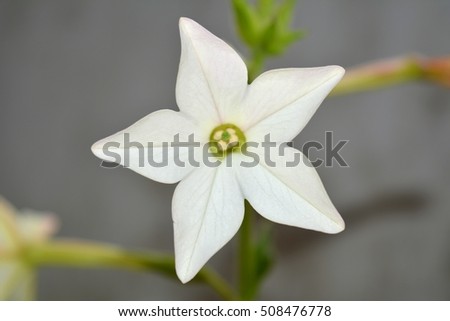 Tobacco Plant Stock Images, Royalty-Free Images & Vectors | Shutterstock