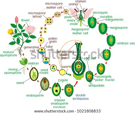 Diagram Of Life Cycle Of A Flower Choice Image - How To 
