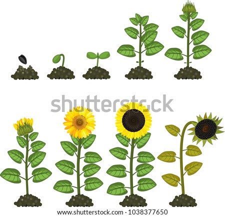 Sunflower Life Cycle Growth Stages Seed Stock Vector 1038377650 ...