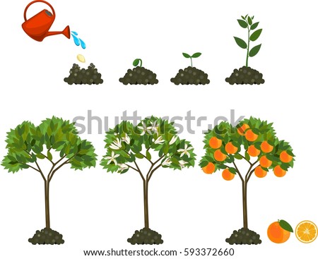 Life-cycle Stock Images, Royalty-Free Images & Vectors | Shutterstock