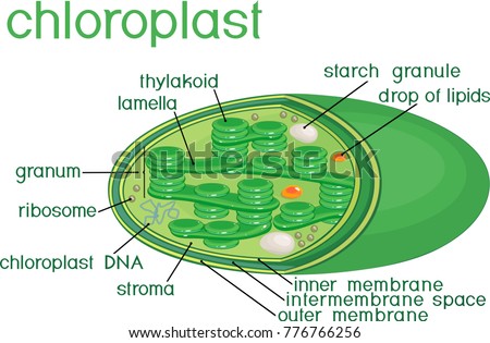 Chloroplast Structure Titles Stock Vector (Royalty Free) 776766256