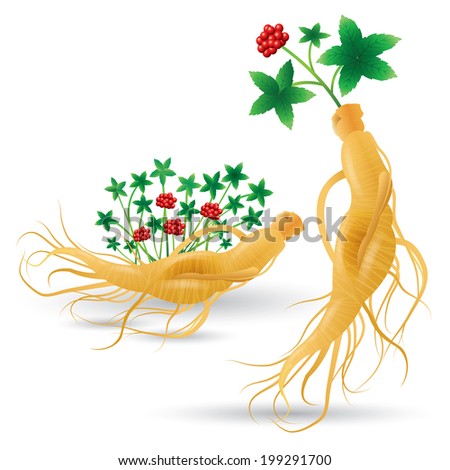 Ginseng root with leaf and flower isolated on white background. Vector illustration. China herbal