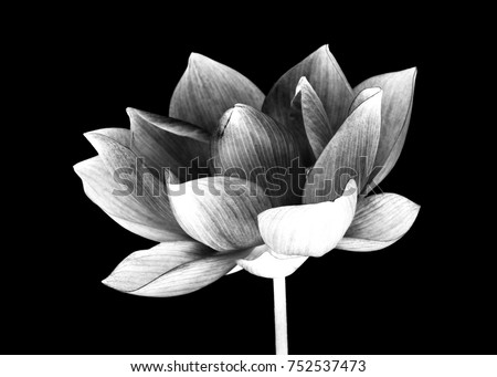 Lotus flower white and black isolated on white background Lotus flower white and black isolated on white background