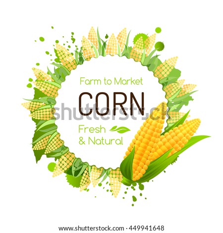 Sweet corn label. Vector banner with maize cobs. Decorative frame for package design.