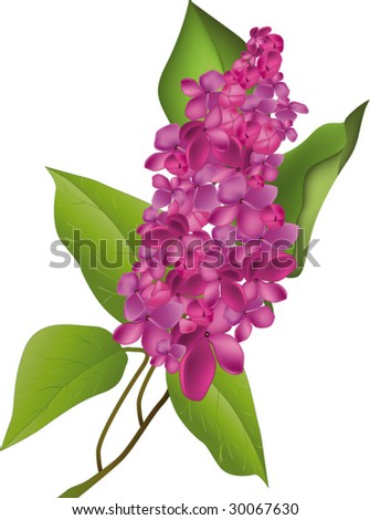 Lilac Bush Stock Images, Royalty-Free Images & Vectors | Shutterstock