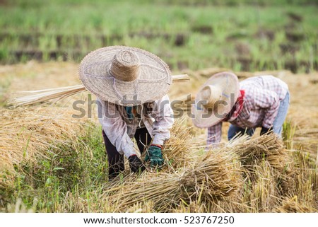 Farmers with straw hat during the rice harvest in Thailand