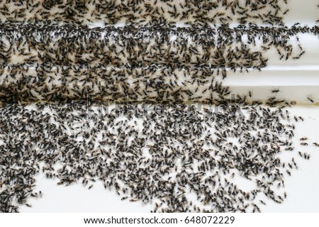 Flying Ants Invasion Winged Ants Infestation Stock Photo 648072229 ...