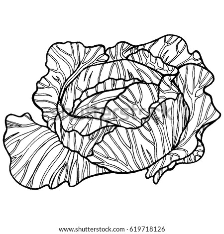 Cabbage Black White Hand Drawn Illustration Stock Illustration