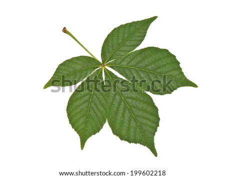 Buckeye Stock Images, Royalty-Free Images & Vectors | Shutterstock