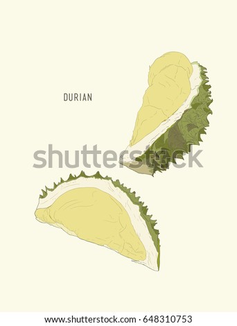 durian , King of fruit ,sketch vector.