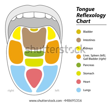 tongue diagnosis chart reflexology areas corresponding stock vector tongue health chart