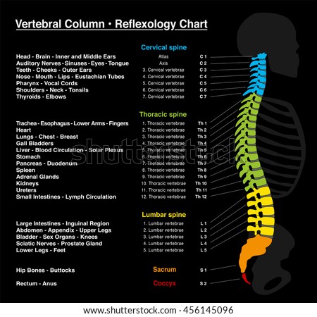Reflexology Chart Human Backbone Accurate Description Stock Vector 456145096 - Shutterstock