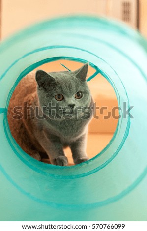 Blue British Short Hair Kitten Looks Stock Photo 570766099