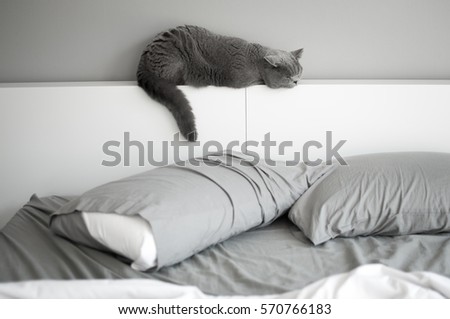 Blue British Short Hair Cat Has Stock Photo (Royalty Free 