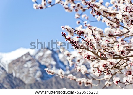 The apricot blossom