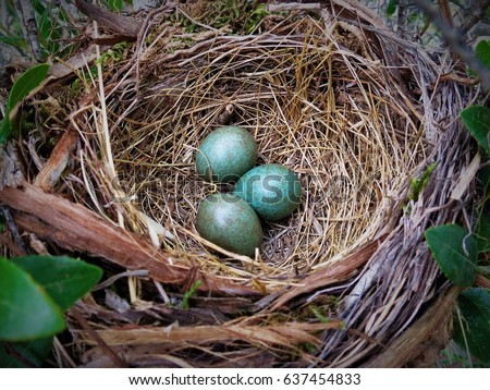 songbird stock images royalty free images vectors songbird stock images royalty free images vectors