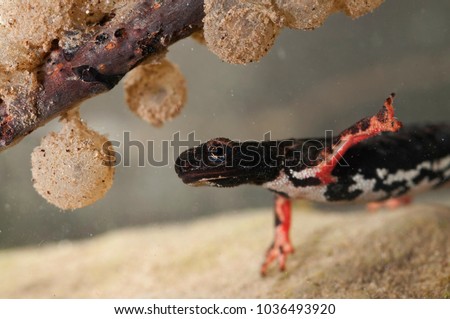 Image Result For Red Eft Coloring Image Result For Red Eft Coloring
