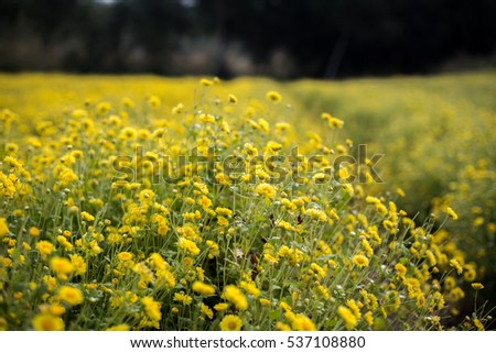 Yellow daisy flowers in Hung Yen, Vietnam