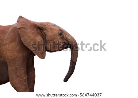 Elephant Profile Stock Images, Royalty-Free Images ...