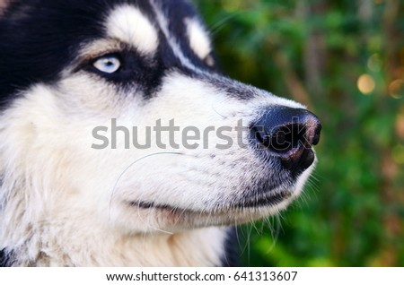 belgian shepherd siberian husky mix german shepherd mix stock images royalty free images u0026 vectors belgian shepherd siberian husky mix german shepherd mix stock images royalty free images u0026 vectors