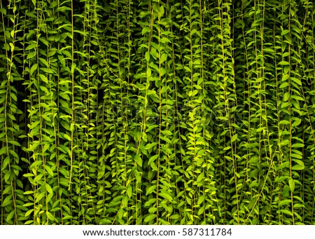 Hanging Plant Stock Images, Royalty-Free Images & Vectors | Shutterstock