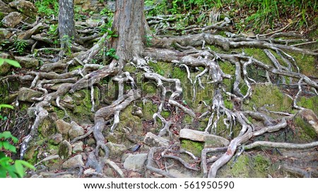 Big Tree Root Expanded Deep Roots Stock Photo 561950590 - Shutterstock