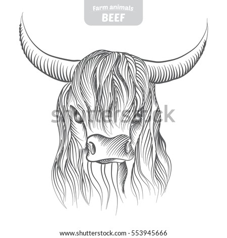 Free Free 260 Outline Cow Highland Cow Svg SVG PNG EPS DXF File