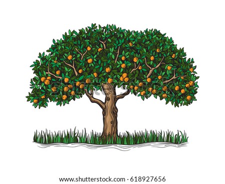 Isolated Orange Tree Mature Fruits On Stock Vector 618927656 - Shutterstock